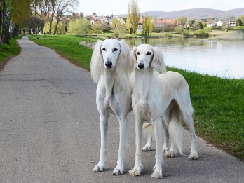 CH Chaliman Sawahin + CH Dakira Sawahin, Foto D.Hintzenberg-Freisleben