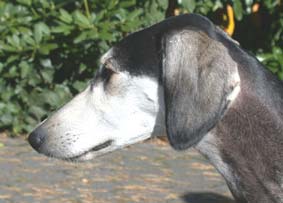 Saluki Xander Sawahin (Kurzhaar) , Foto: D.Hintzenberg-Freisleben