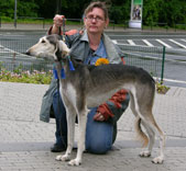 Saluki Calaiya Sawahin, Foto: D.Hintzenberg-Freisleben