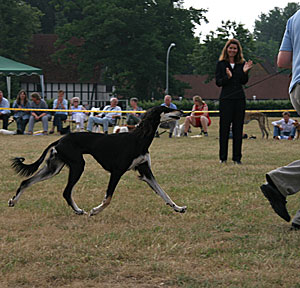 Saluki Chaakirah Sawahin, Foto: D.Hintzenberg-Freisleben