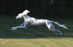 Saluki Chaliman Sawahin, Foto: D.Hintzenberg-Freisleben