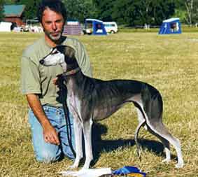 Saluki Ch Villymona Sawahin, Foto: D.Hintzenberg-Freisleben