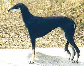 Saluki Walisha Sawahin, Foto: D.Hintzenberg-Freisleben