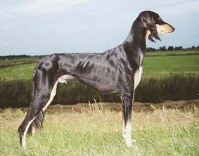 Saluki YBliss Meltem Sawahin, Foto: Bettina Krause