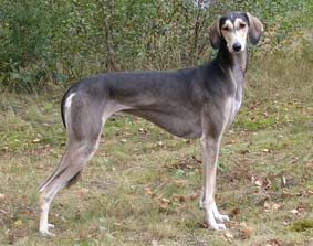 Saluki Yazarah Sawahin (Kurzhaar), 