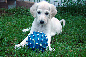 Sawahin Salukis - Welpen  Foto: D.Hintzenberg-Freisleben