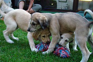 Sawahin Salukis - Welpen  Foto: D.Hintzenberg-Freisleben