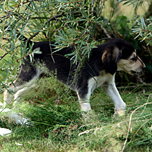 Sawahin Salukis, Dakiras Welpen 2009, Foto: D.Hintzenberg-Freisleben