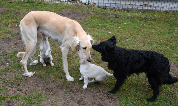 Sawahin Salukis, M-Wurf, 4 Wochen und 4 Tage alt, Foto: D.Hintzenberg-Freislebe