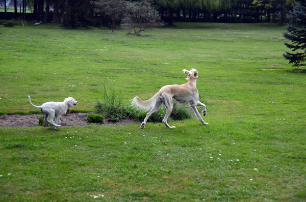 Sawahin Salukis, M-Wurf, geb. 12.03.2013, 8 Wochen alt, Foto: D.Hintzenberg-Freisleben