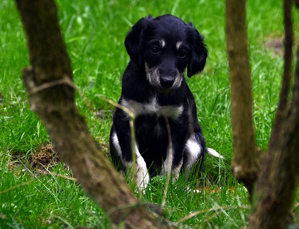 Sawahin Salukis, N-Wurf, 5 Wochen alt, Foto: D.Hintzenberg-Freisleben