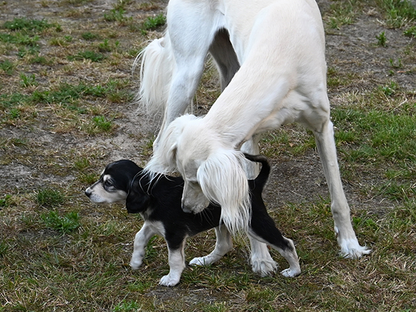 Sawahin Welpen 5 Wochen alt, Foto D.Hintzenberg-Freisleben